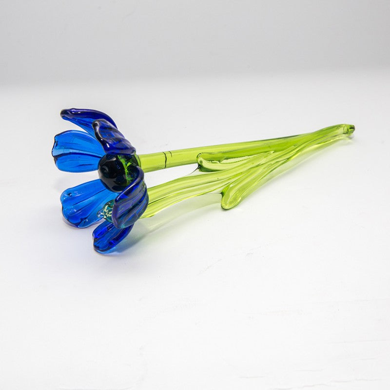 Anemone ''Blumen'' (15-18cm)