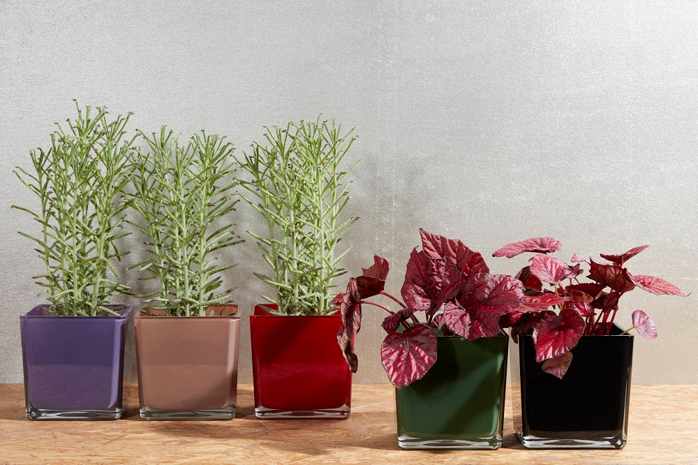 Blumenübertopf Glaswürfel Tischdekoration H 14cm