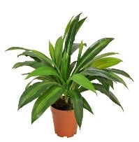 Dracaena fragrans Kunstpflanze