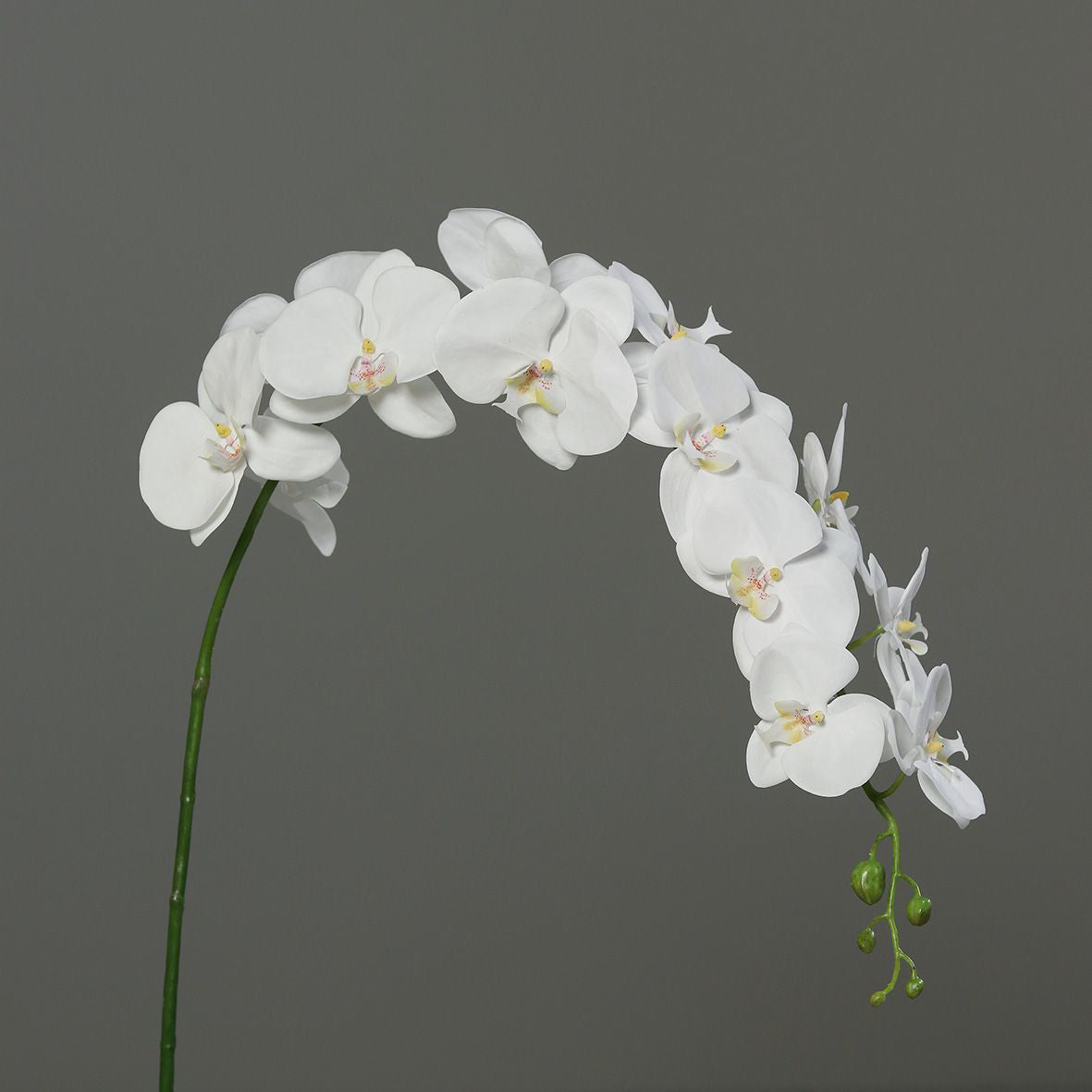 Kunstblume Orchidee-Phalaenopsis cream 142cm