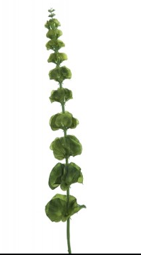 Kunstblume Muschelblume Zweig grün 78 cm